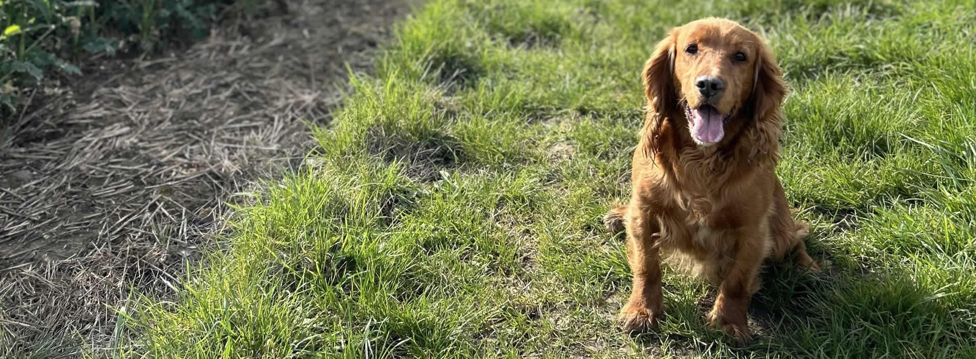 Trowel and Hammer, Cotton - Dog friendly pub.